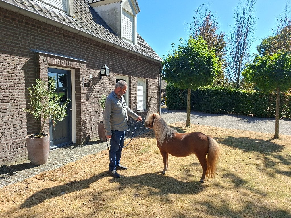 Prachtige brave mini pony, Dieren en Toebehoren, Pony's, Merrie, A pony (tot 1.17m), 3 tot 6 jaar, Gechipt