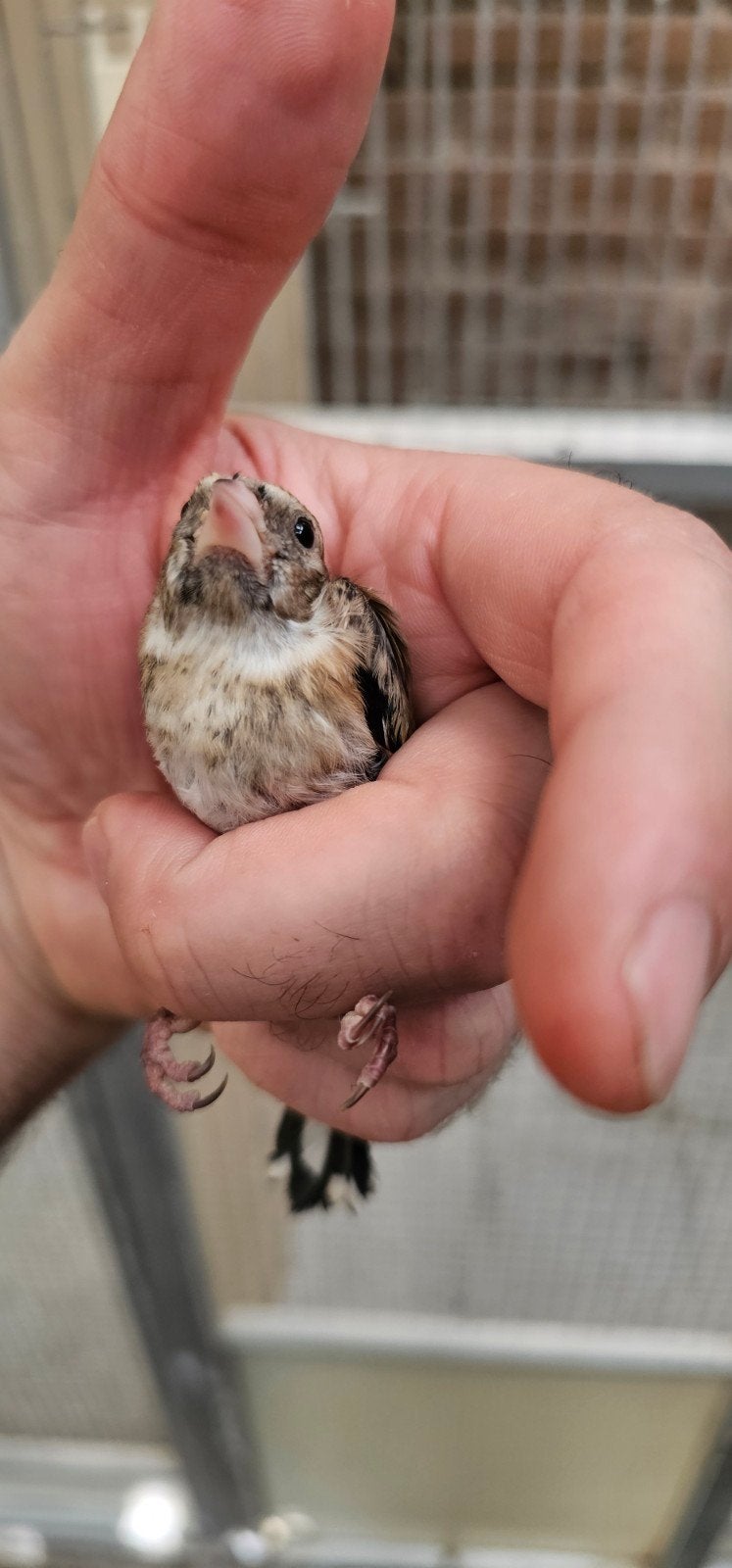 Te koop parva mooie gezonde jongen van 2026, Dieren en Toebehoren, Vogels | Kanaries, Meerdere dieren, Bastaard