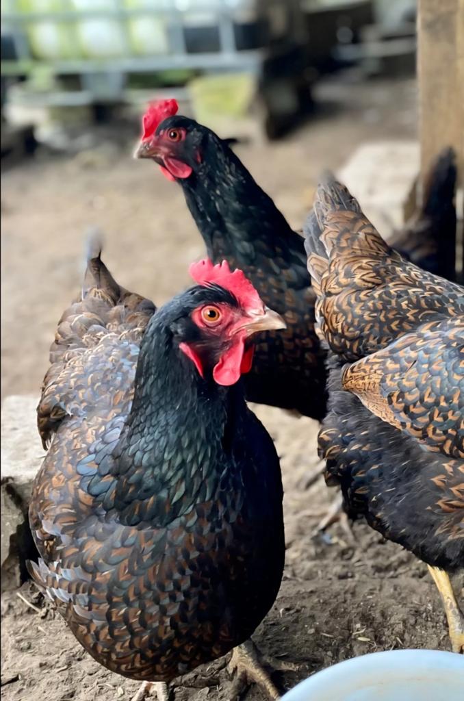 Jonge Barnevelder kriel hennen, Dieren en Toebehoren, Vrouwelijk, Kip