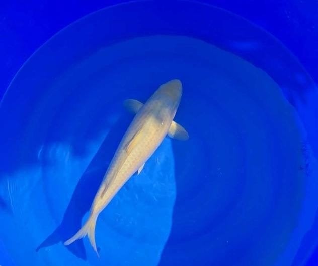 chagoi, Karper of Koi