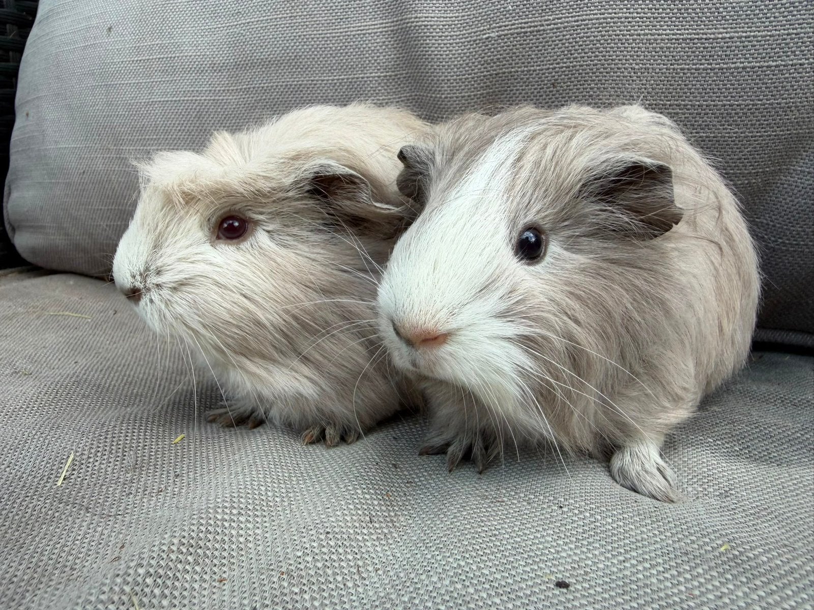 Langharige jonge cavia’s sheltie en coronet lavendel, Ophalen