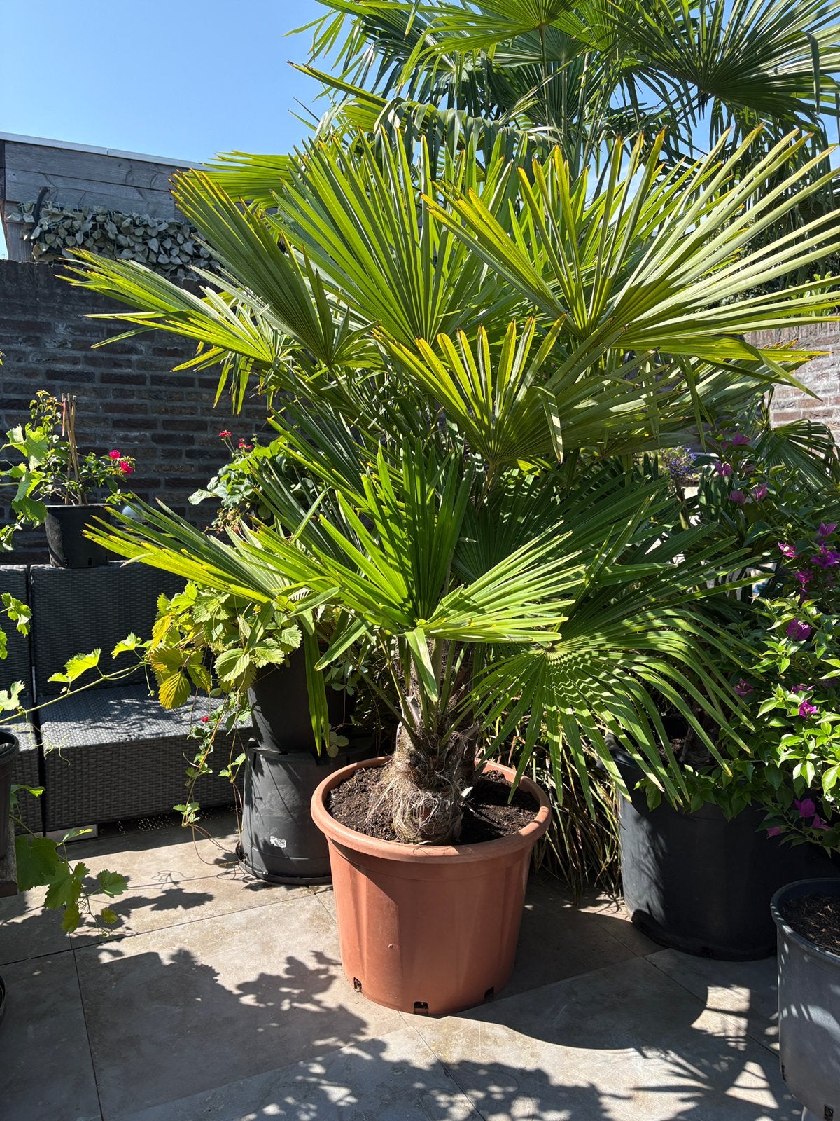 Super gave 2 stammige trachycarpus fortunei palmboom in pot!, Tuin en Terras, Planten | Bomen, 100 tot 250 cm, Zomer, Palmboom