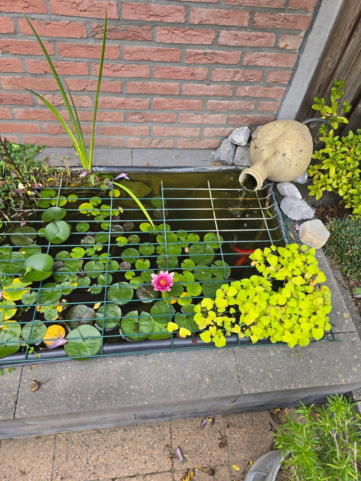 Complete vijverbak  met goudvissen, planten en pomp, Ophalen, Gebruikt