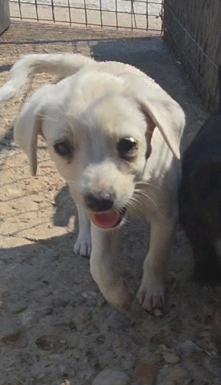 moeder jada en haar 3 pups ter adoptie!, Particulier, 15 weken tot 1 jaar, Buitenland, Meerdere dieren