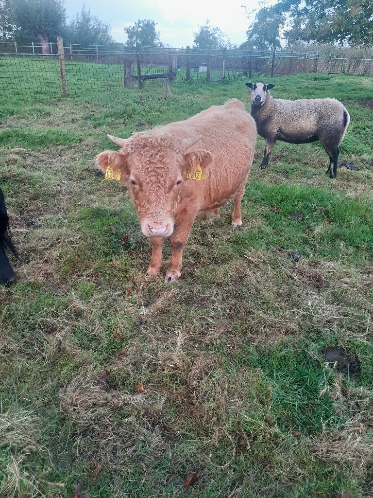 Dexter stieren koe koeien mini koe, Meerdere dieren, 0 tot 2 jaar