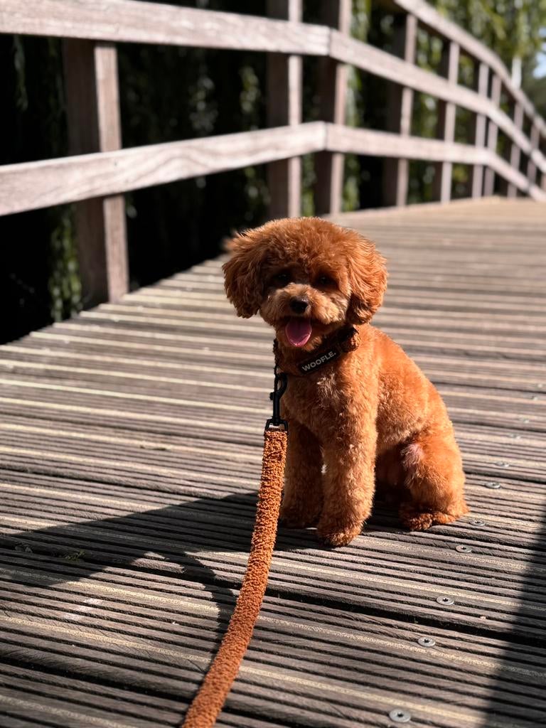 Toypoedel Puppy’s onderweg, Dieren en Toebehoren, Honden | Chihuahua's en Gezelschapshonden, Poedel, 8 tot 15 weken, Geslacht onbekend