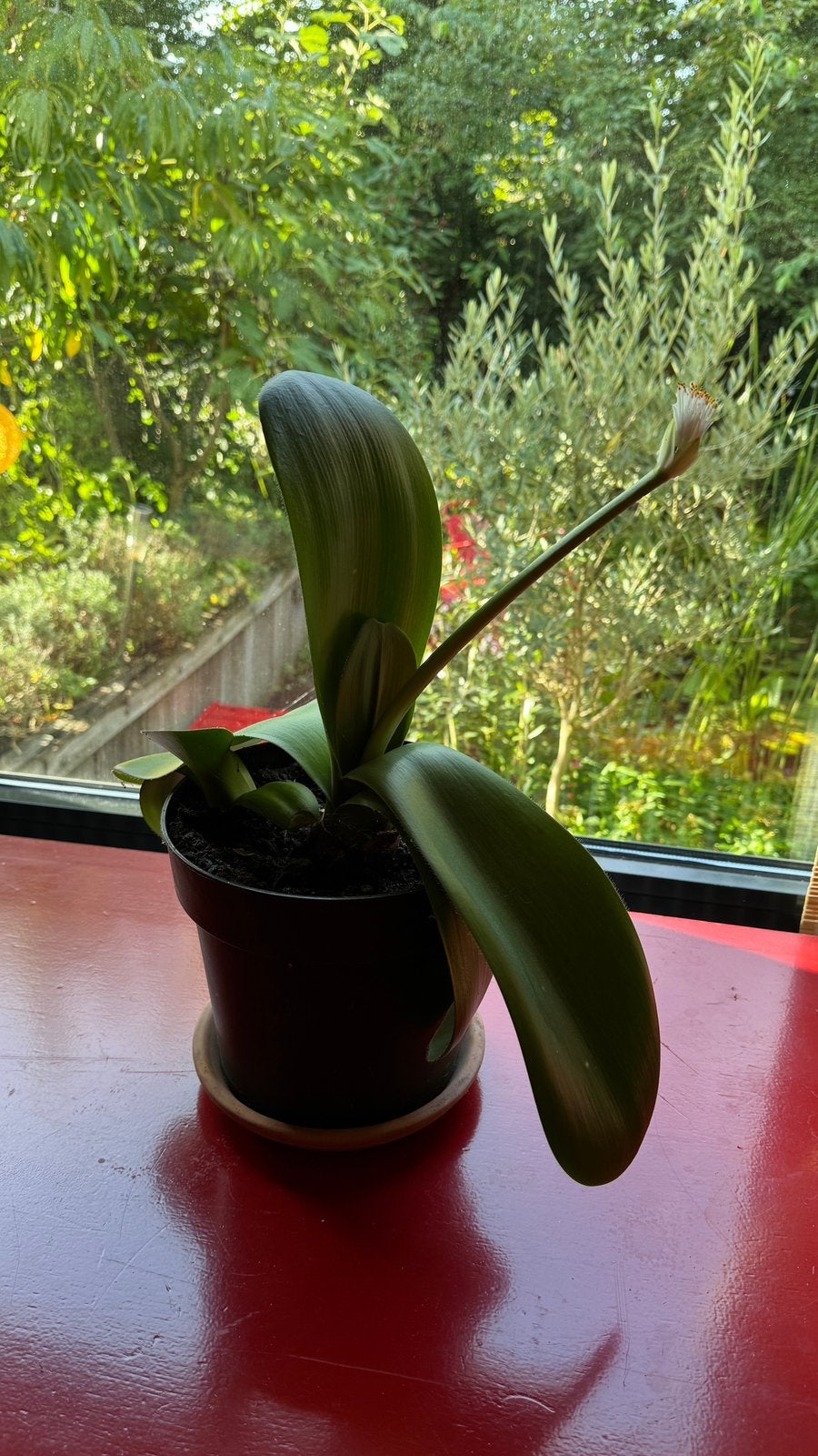 Kamerplant poederkwast, Ophalen, Halfschaduw, Minder dan 100 cm