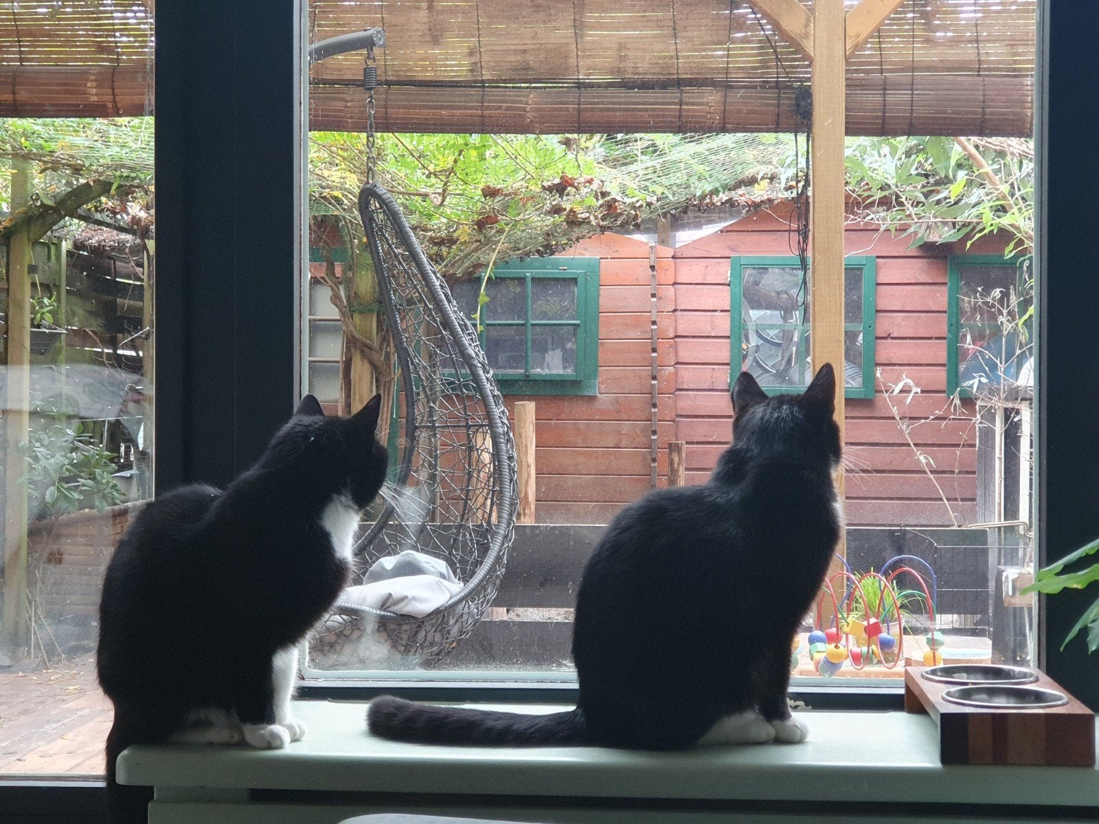 2 katten, Mika & Mia zijn op zoek naar een rustig plekje., Dieren en Toebehoren, Katten en Kittens | Overige Katten, 6 jaar of ouder
