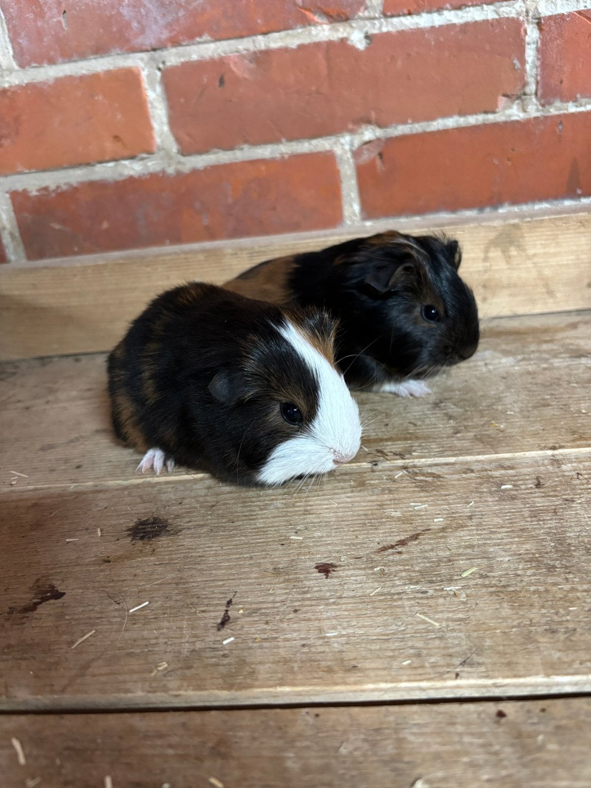 Twee mooie cavia beertjes, Cavia, Mannelijk, Juli, Tam