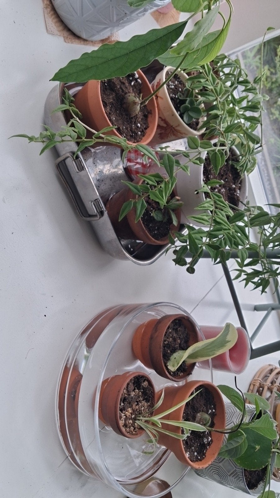 Stekjes en planten gezocht, Tuin en Terras, Planten | Tuinplanten, Ophalen of Verzenden, Overige soorten, Volle zon