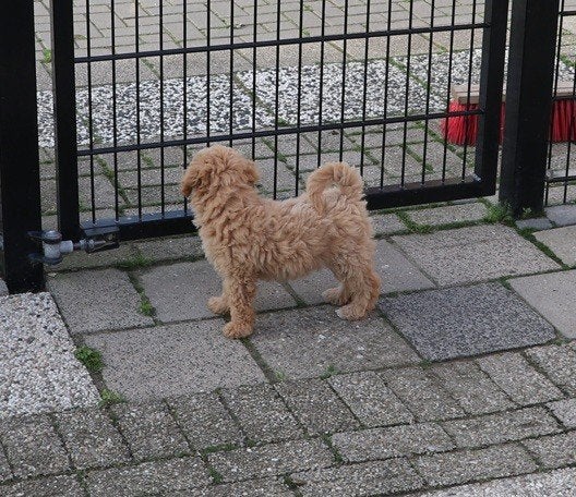 Dwerg poedel pups, Dieren en Toebehoren, Poedel, CDV (hondenziekte), 8 tot 15 weken, Meerdere dieren