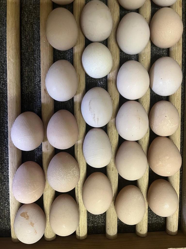 Te koop broedeieren van parelhoenders, Dieren en Toebehoren, Geslacht onbekend, Kip