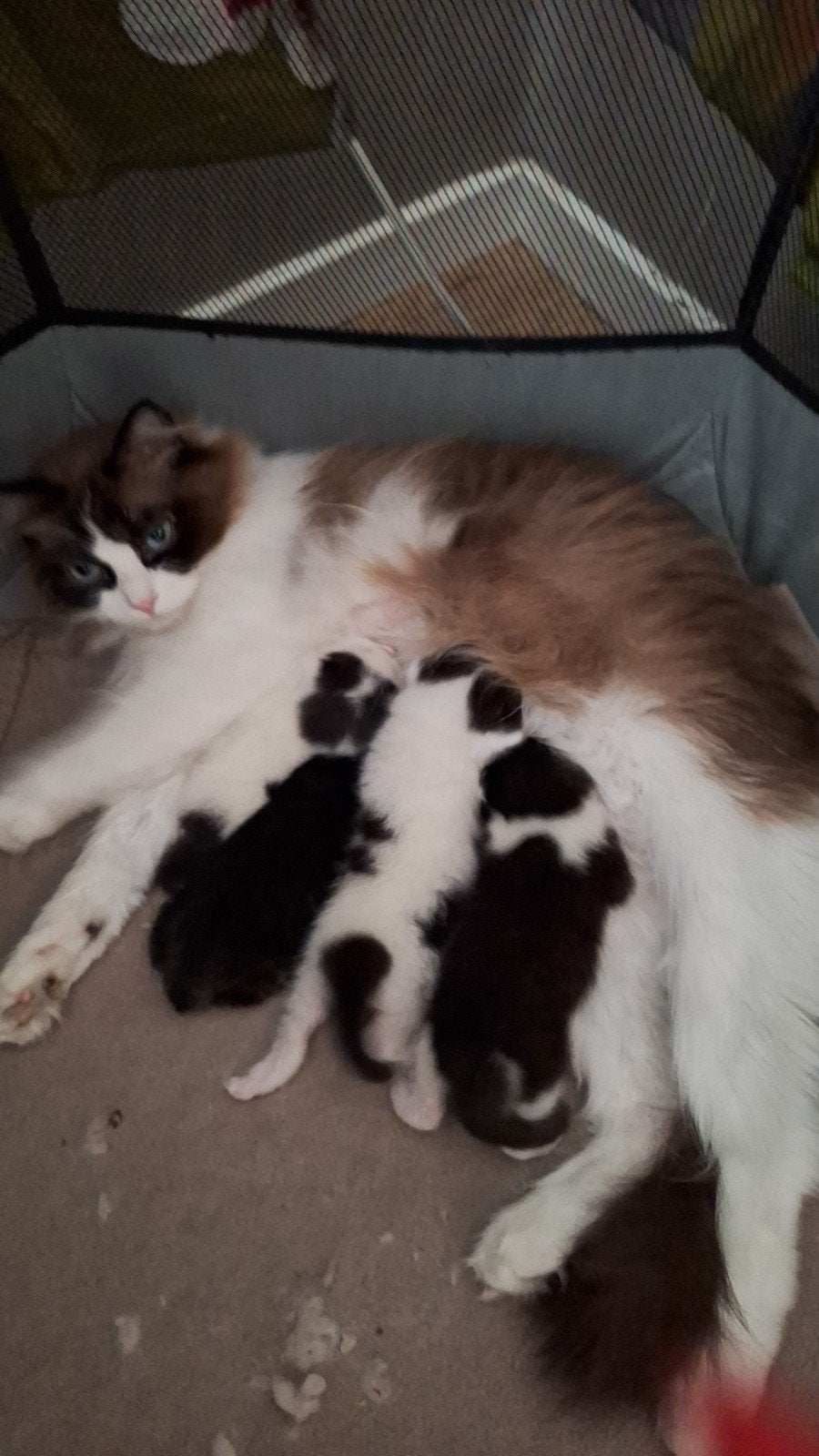 kruising ragdoll kittens