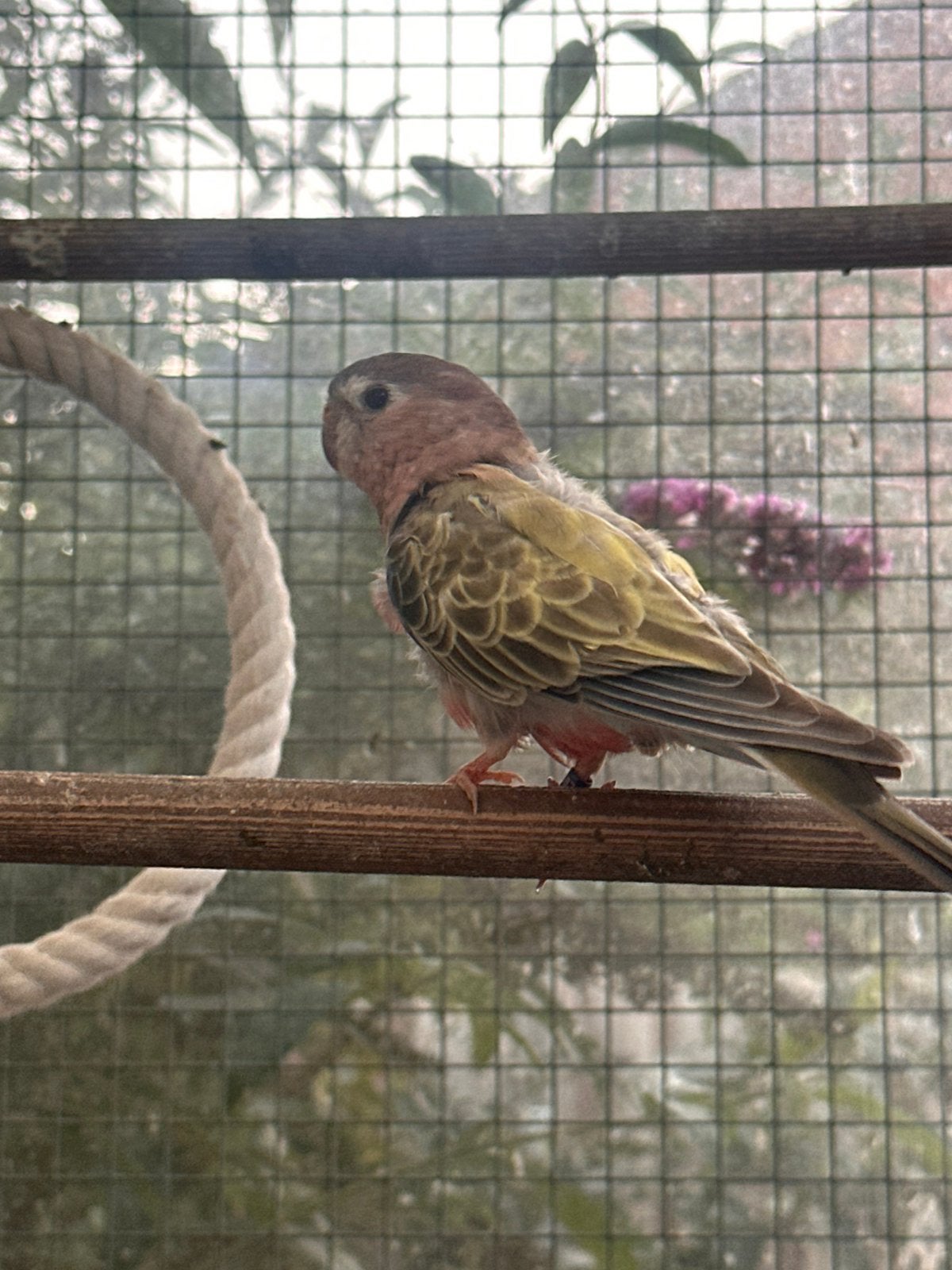 Koppel bourkes parkieten, Meerdere dieren, Parkiet