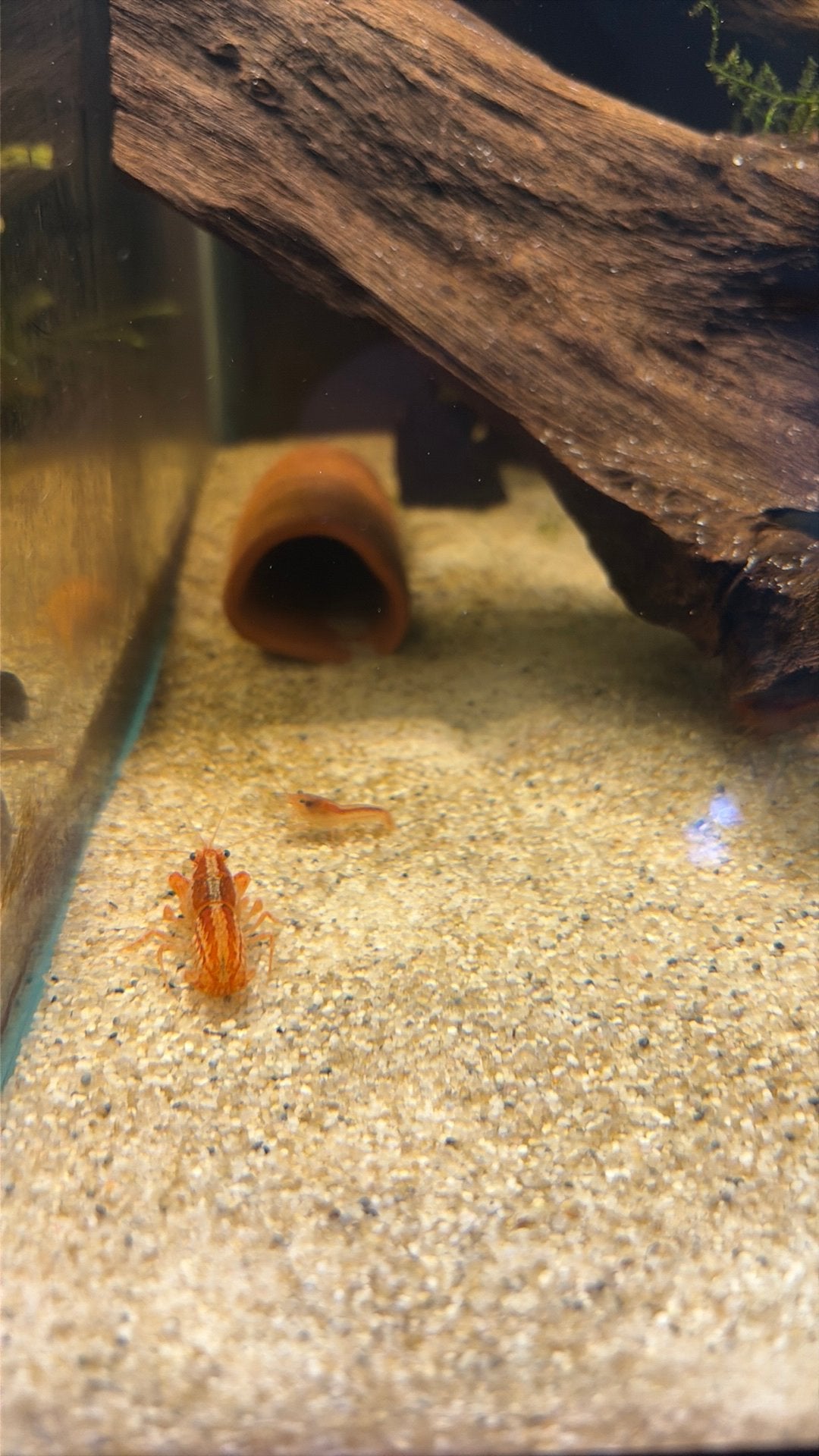 CPO Dwergkreeftjes, Dieren en Toebehoren, Kreeft, Krab of Garnaal, Zoetwatervis