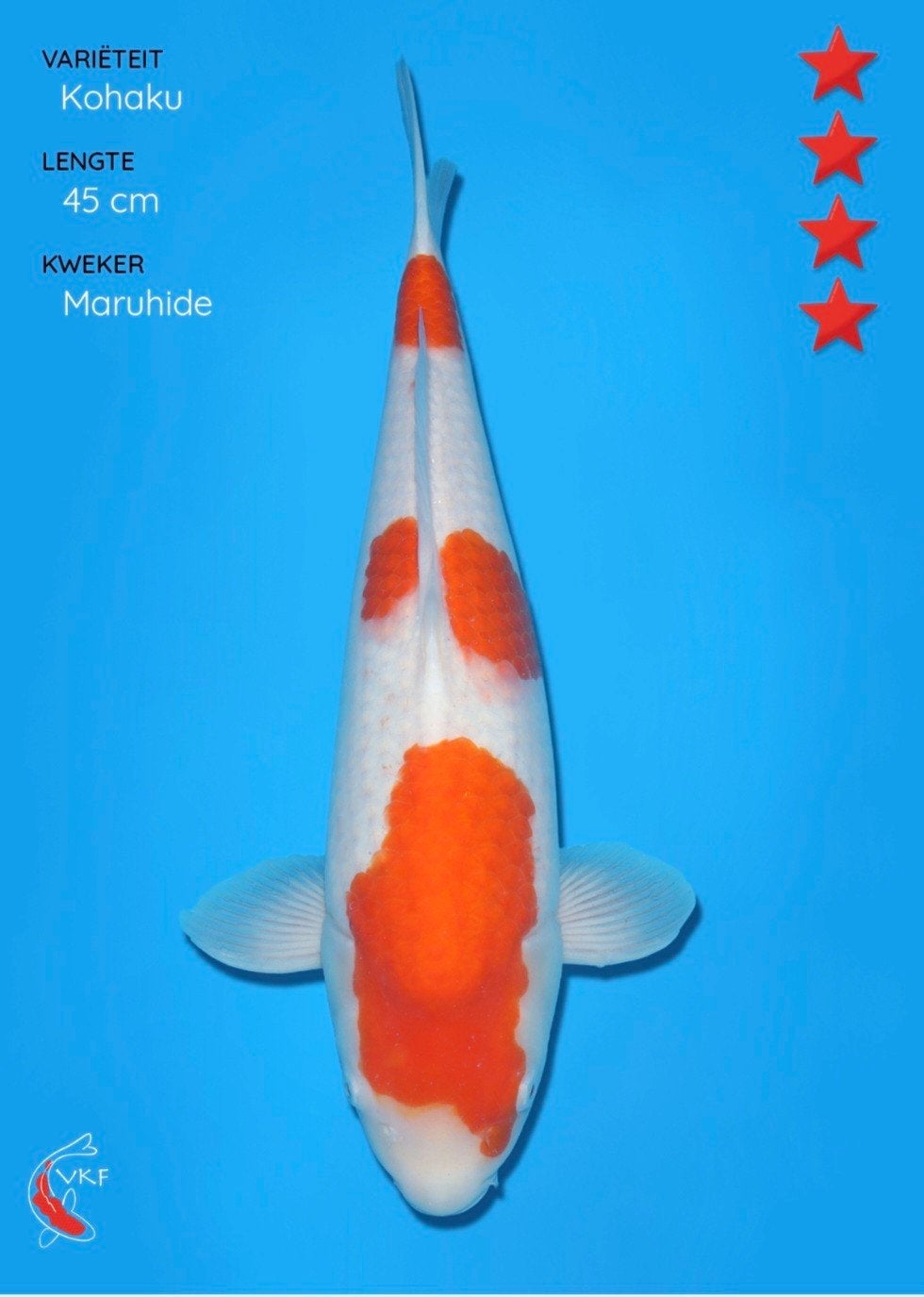 Koi kohaku 45 cm., Dieren en Toebehoren, Vissen | Vijvervissen, Karper of Koi