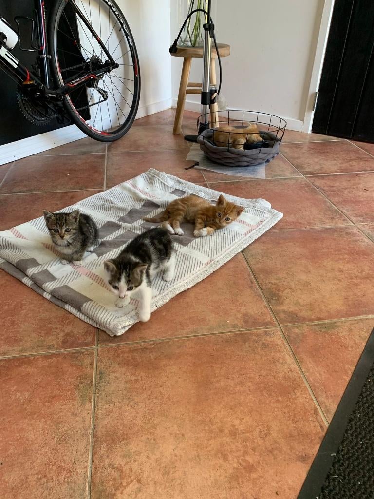 kittens, Dieren en Toebehoren, Poes, Ontwormd, 0 tot 2 jaar