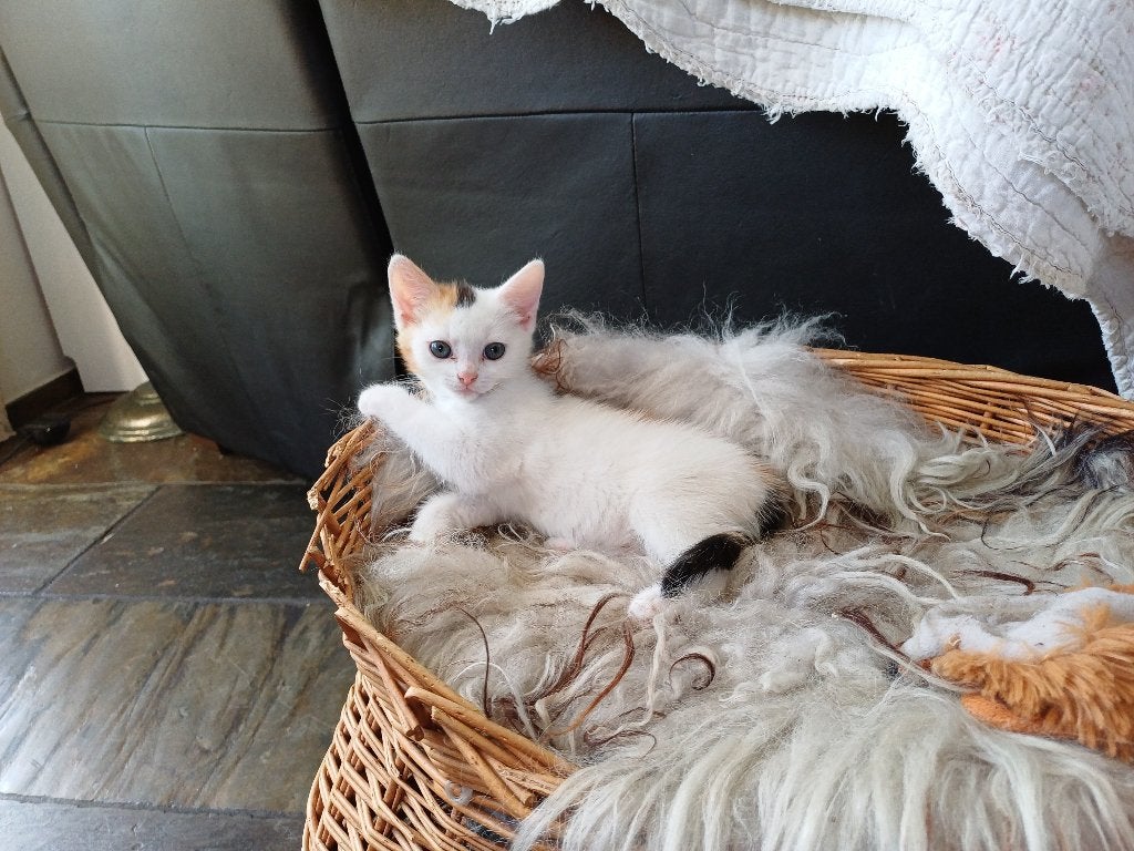Prachtige lapjes kittens, Poes, Ontwormd, 0 tot 2 jaar
