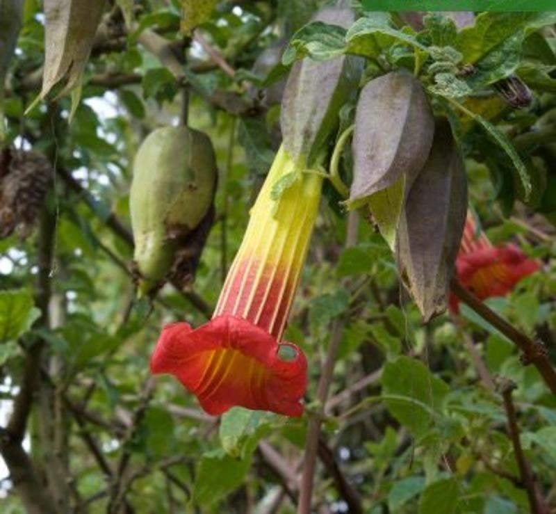 Brugmansia sanguinea Rood zaden, Tuin en Terras, Ophalen of Verzenden, Gehele jaar, Halfschaduw, Zaad