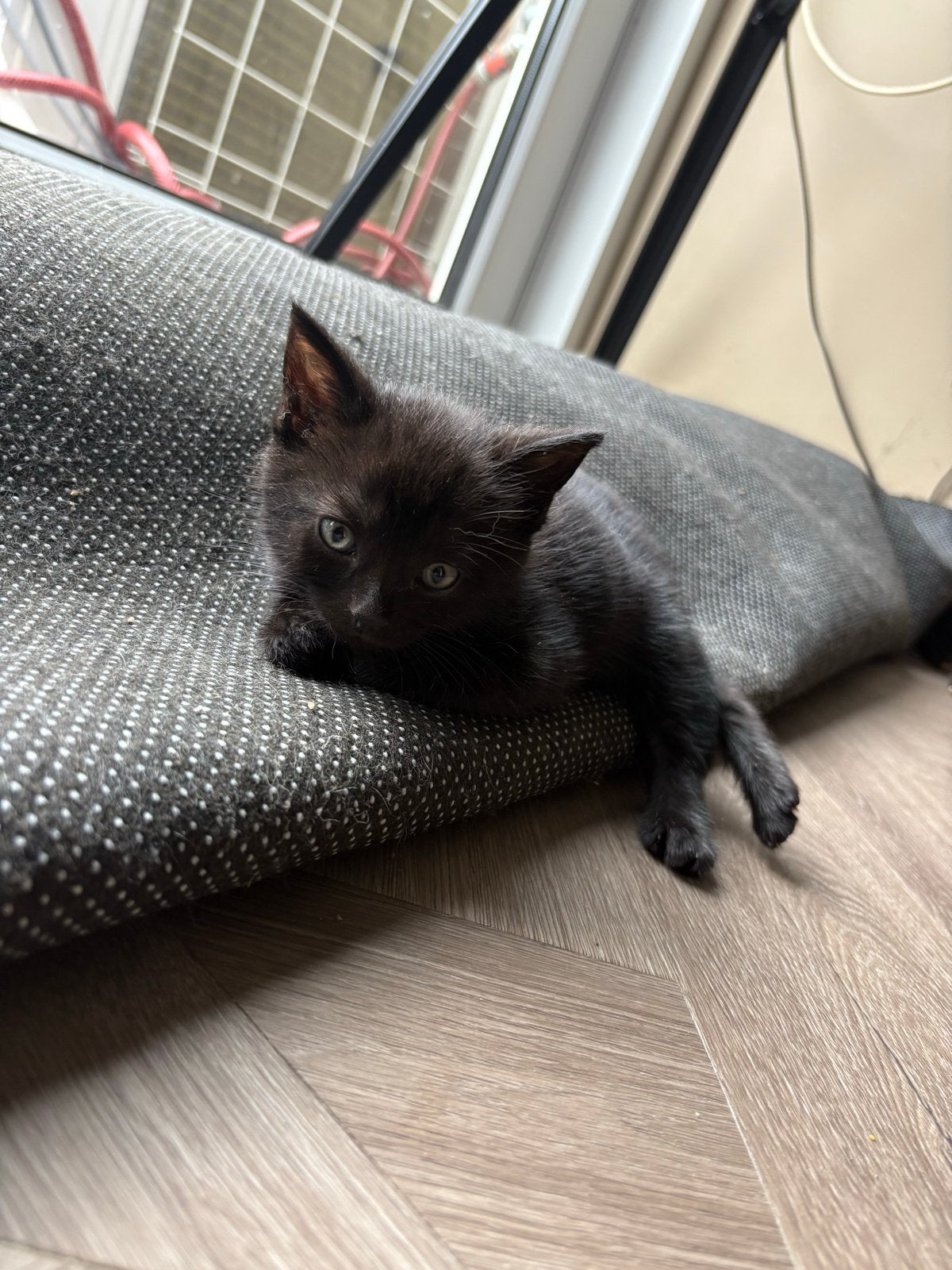 Kittens af te halen in leiden, Meerdere dieren, Kortharig, 0 tot 2 jaar
