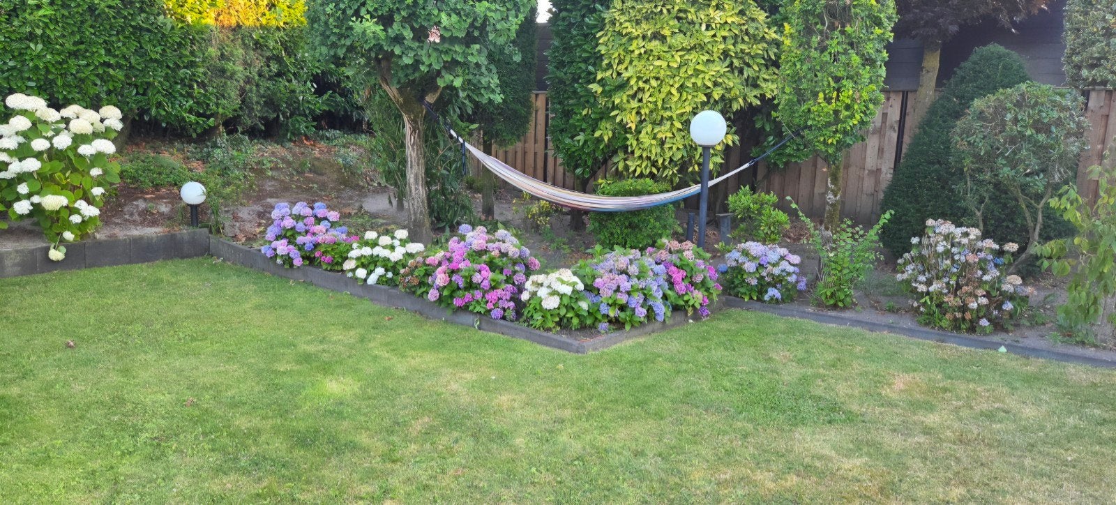 Hortensia's, Tuin en Terras, Ophalen, Hortensia, Minder dan 100 cm