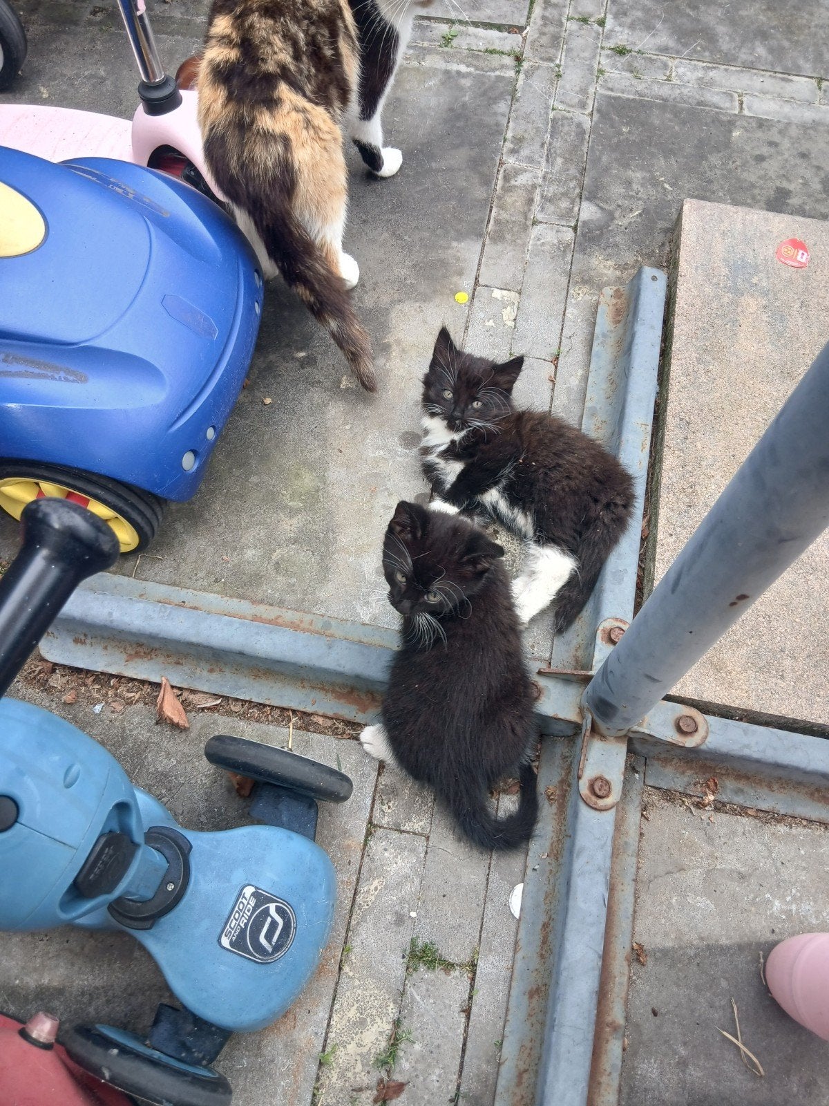 2 vrouwtjes kittens 10 weken oud, Dieren en Toebehoren, Poes