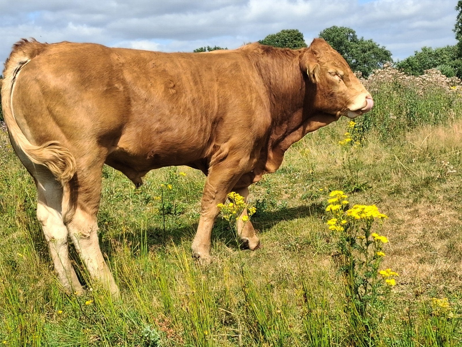 stamboek limousine dekstier, Mannelijk