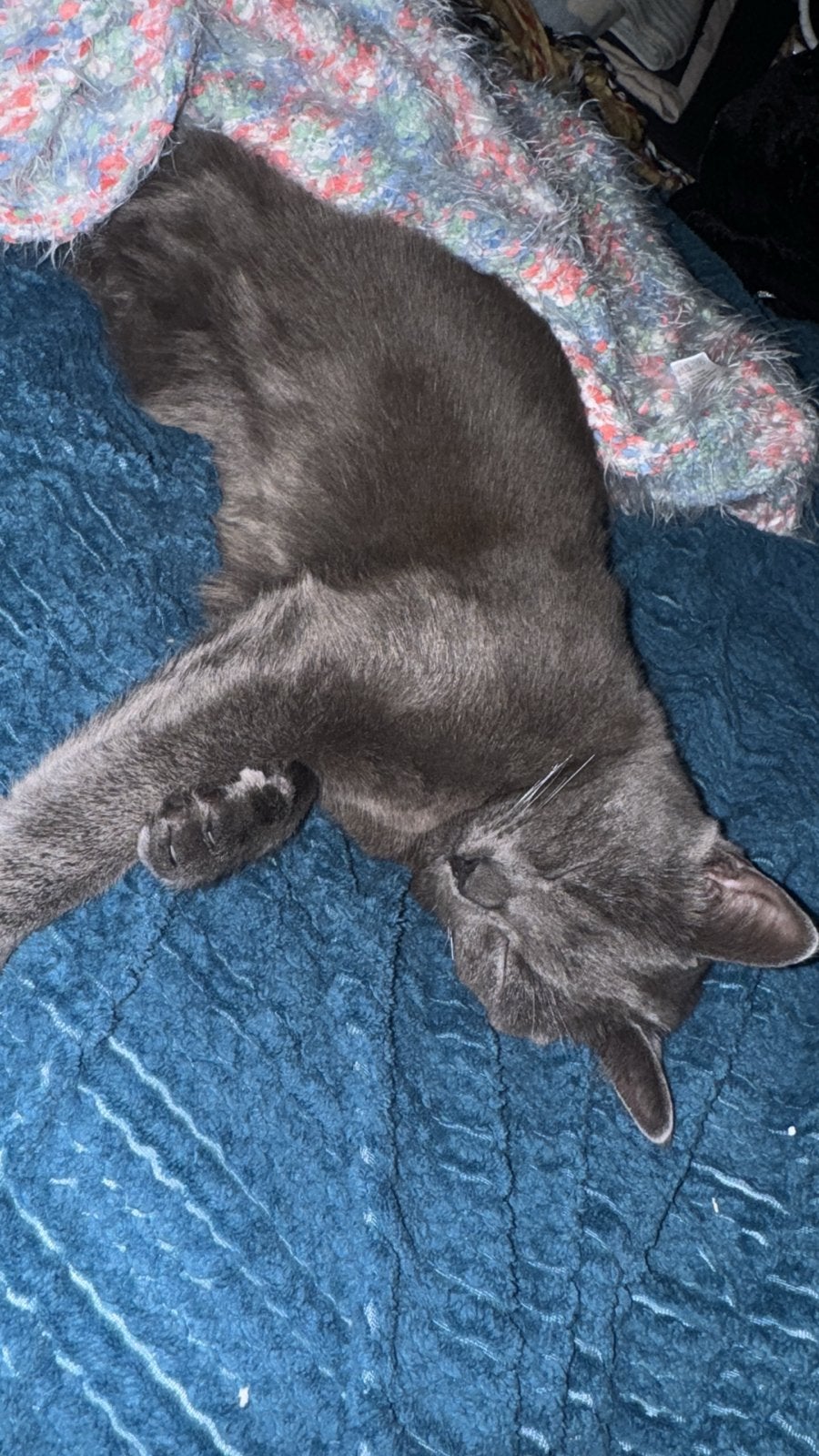 Britse korthaar poes, Dieren en Toebehoren, Poes, Kortharig, 0 tot 2 jaar