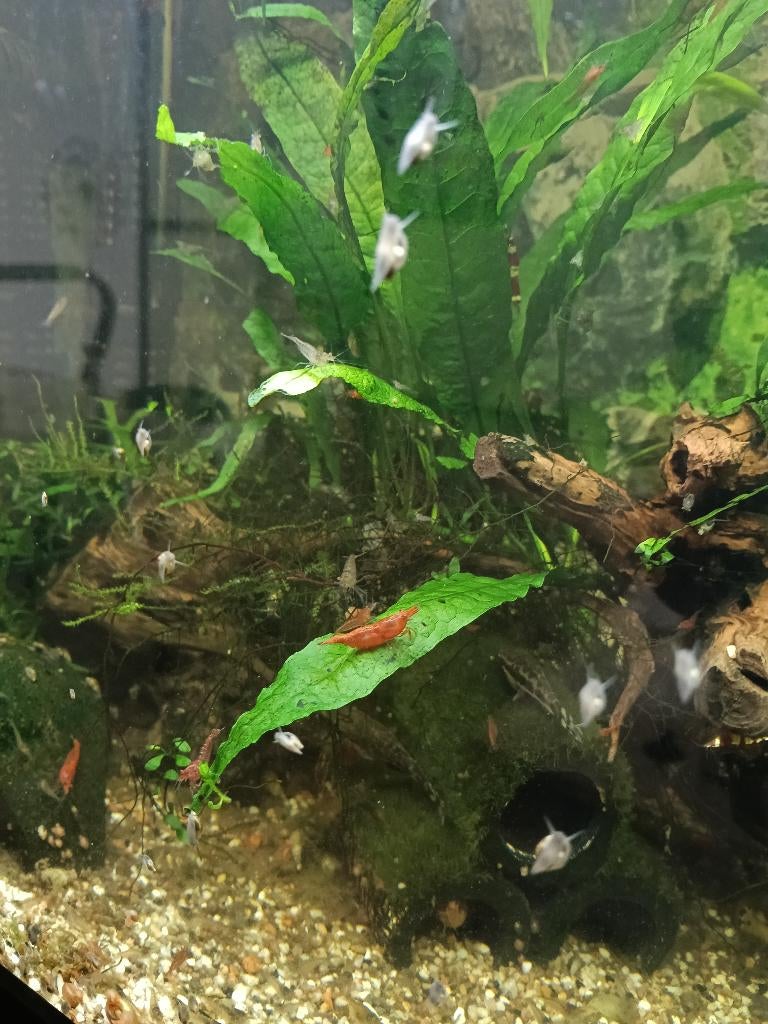 Neocaridina garnalen, Kreeft, Krab of Garnaal, Zoetwatervis