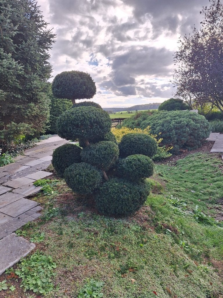 Japanse tuinbonsai Taxus – 200 cm – 21+ jaar oud, Ophalen, Halfschaduw, Overige soorten, Lente