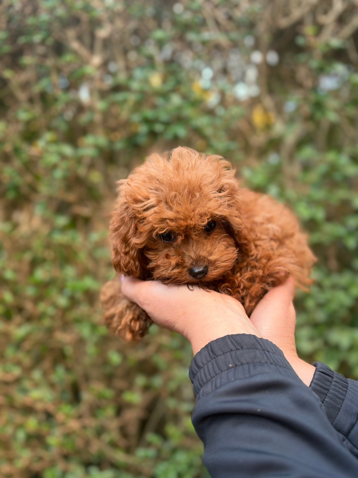 Toy poedel Reu, Poedel, Parvo, Reu, 8 tot 15 weken