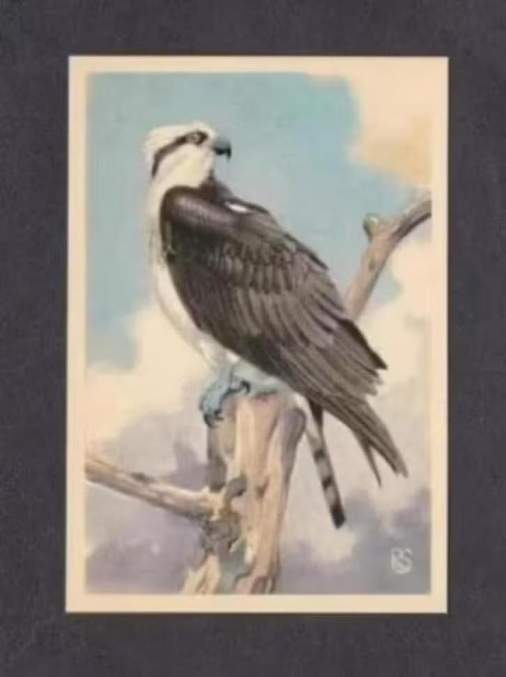 Roofvogel Visarend (11)., Ophalen of Verzenden, 1960 tot 1980, Vogel