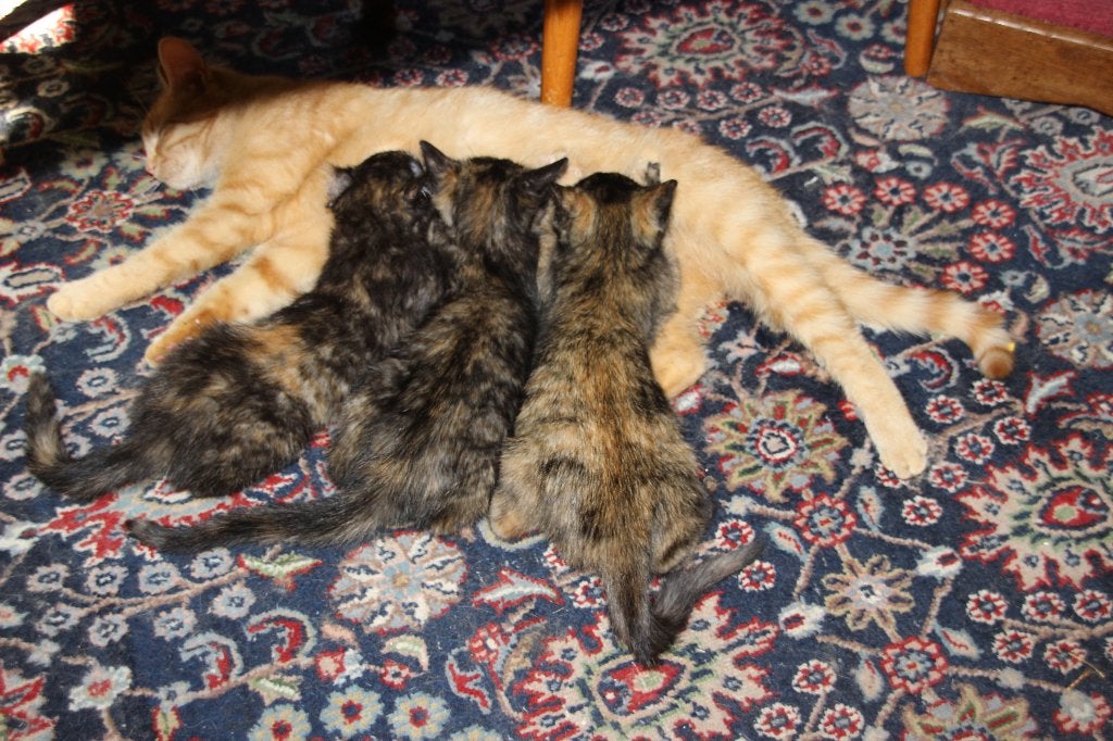 super schildpad poesjes, Poes, Kortharig, 0 tot 2 jaar