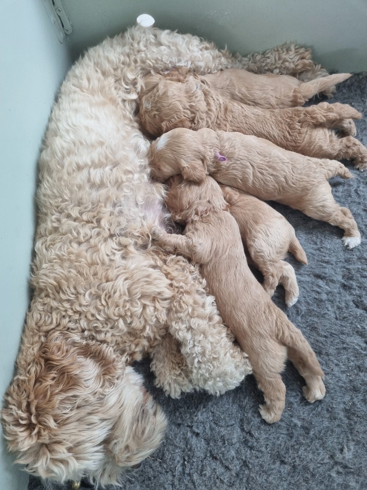multigen Australian mini labradoodle, Overige rassen, 8 tot 15 weken, Meerdere, Meerdere dieren