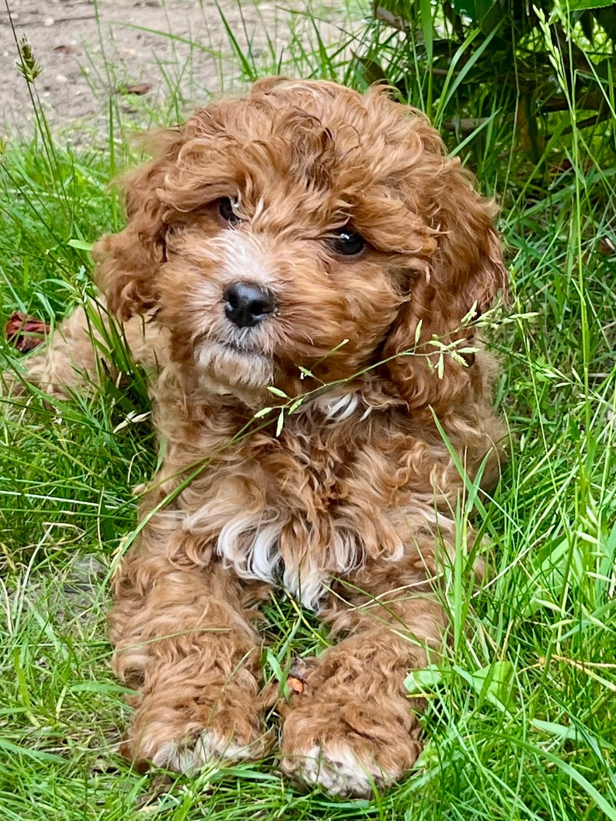 Maltipoo pup 12wk, Dieren en Toebehoren, Parvo, Overige rassen, 8 tot 15 weken, Teef