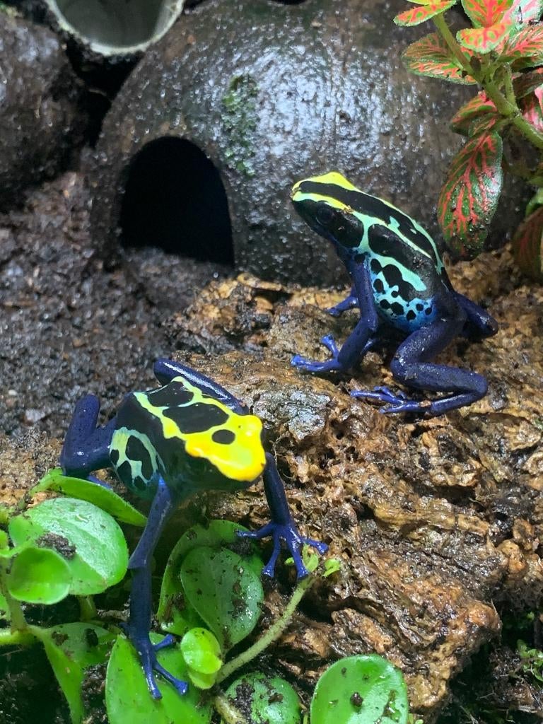 Nakweek Dendrobates Tinctorius Robertus 0.0.6 Frog - female for sale from Maria