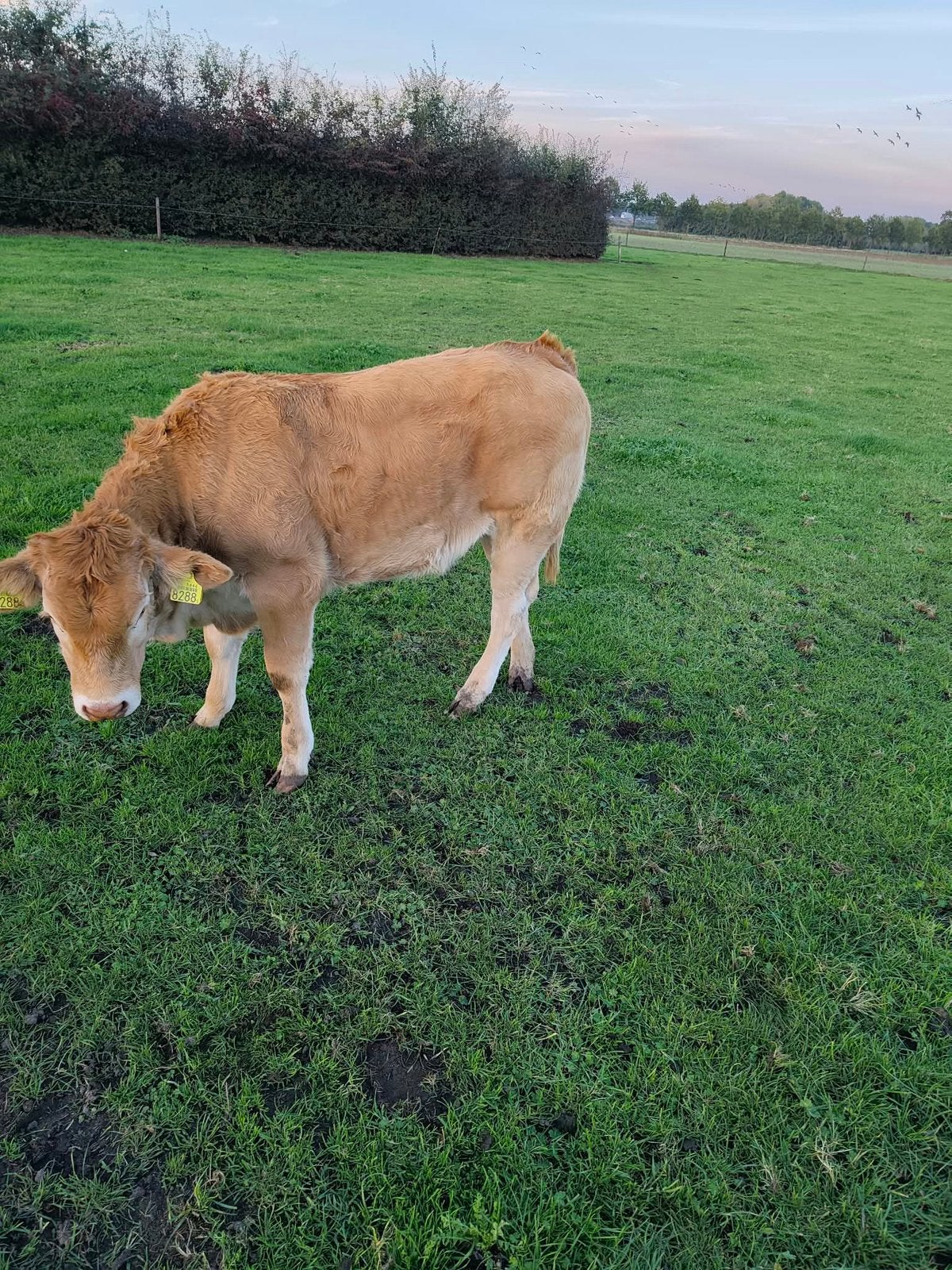 Blond vaars kalf te koop, Dieren en Toebehoren, Vrouwelijk, 0 tot 2 jaar