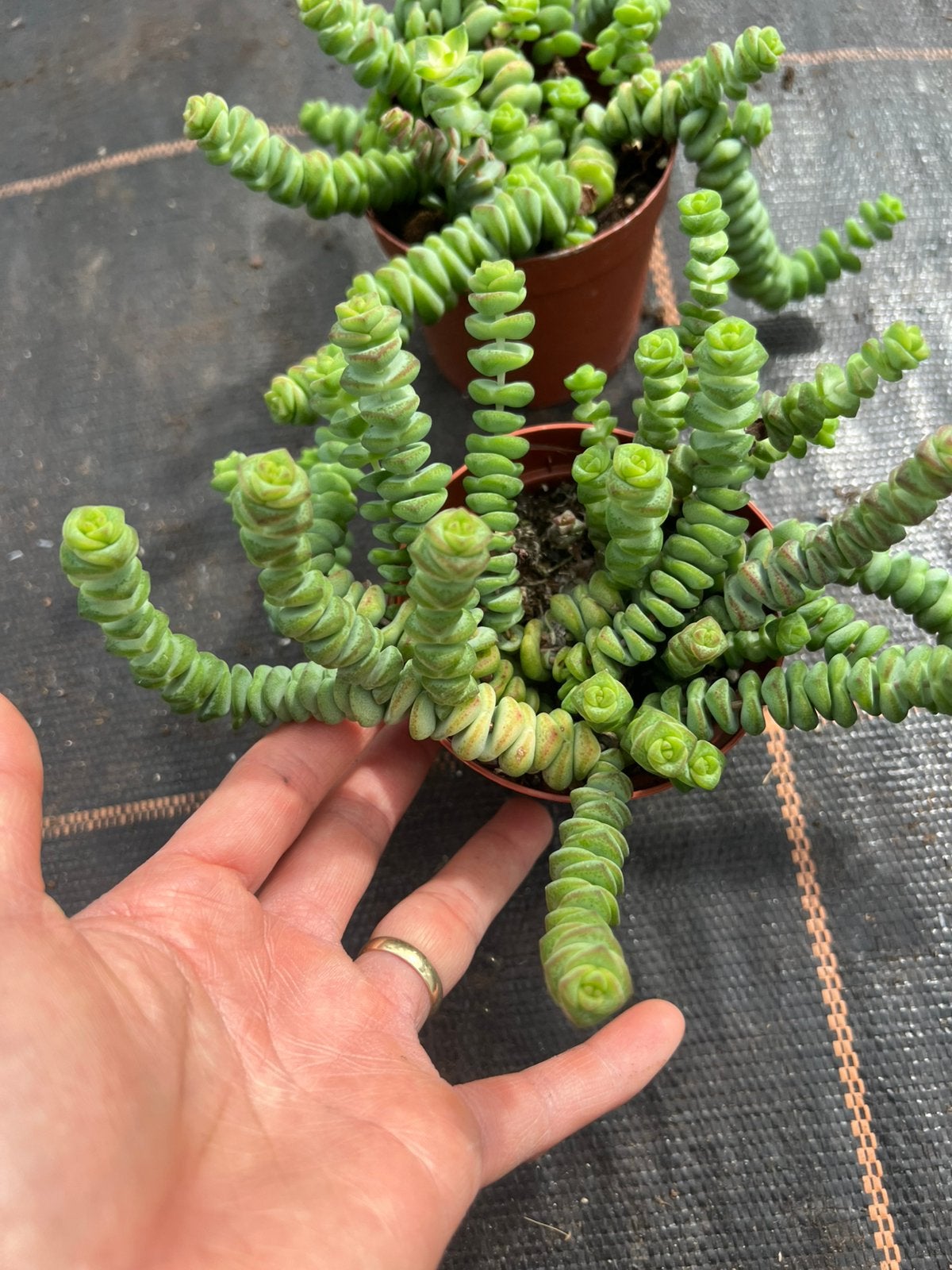 Crassula marnieriana Hottentot, Ophalen of Verzenden, Halfschaduw, Minder dan 100 cm