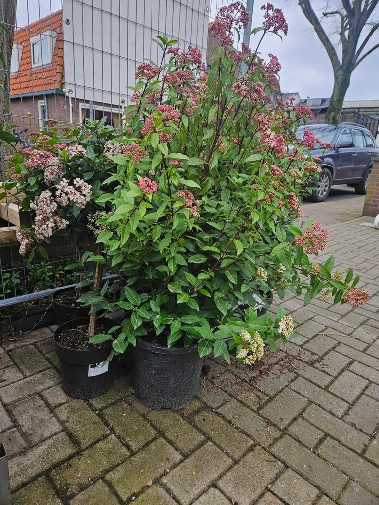 Viburnum Tinus: heester 120cm nu 30% korting, Tuin en Terras, Planten | Bomen, 100 tot 250 cm, Olijfboom, Zomer, Ophalen