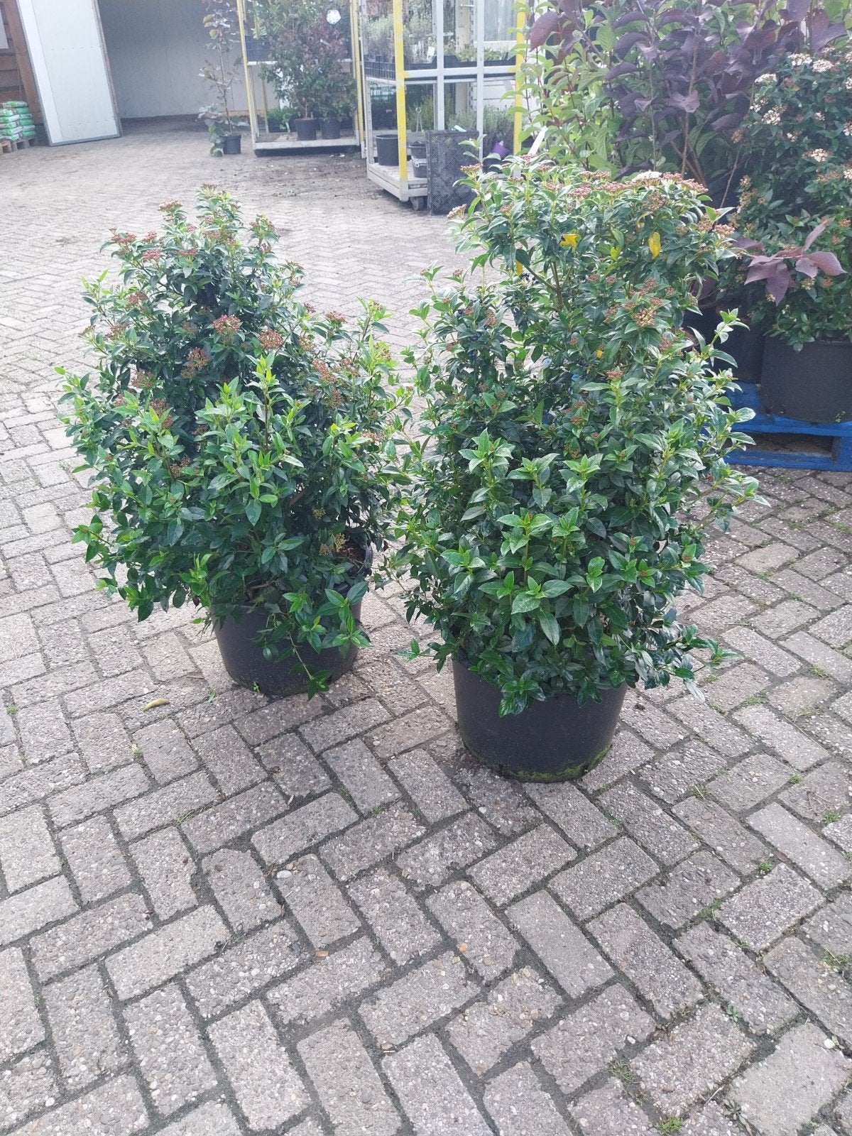 Viburnum Tinus - Glanzende Sneeuwbal 80-100 cm, Vaste plant, Halfschaduw, Winter, Ophalen