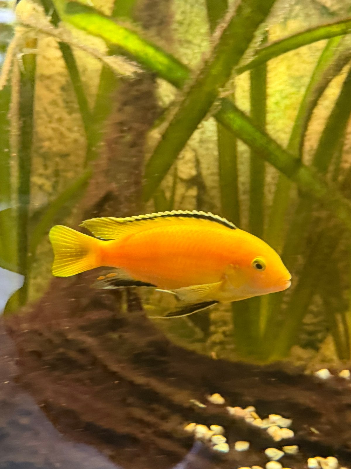 Mooie cichliden, Dieren en Toebehoren, Vis