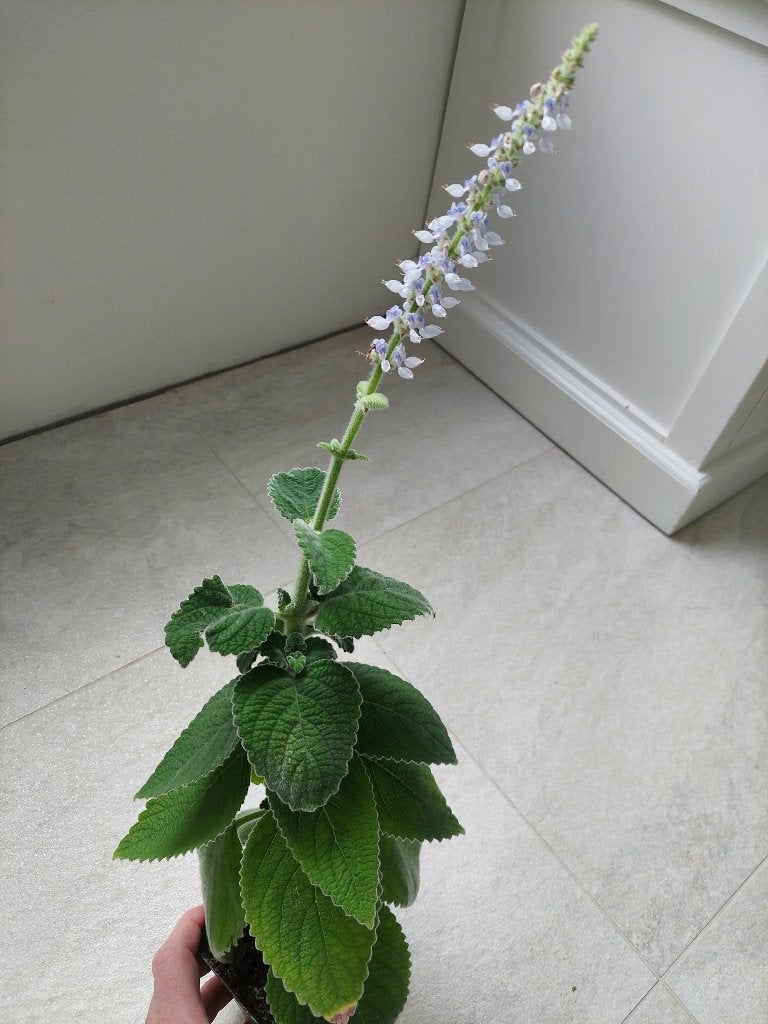 Plectranthus bellus 'Mt. Carbine Australisch Citroenblad !!, Ophalen of Verzenden, Overige soorten, Halfschaduw, Minder dan 100 cm