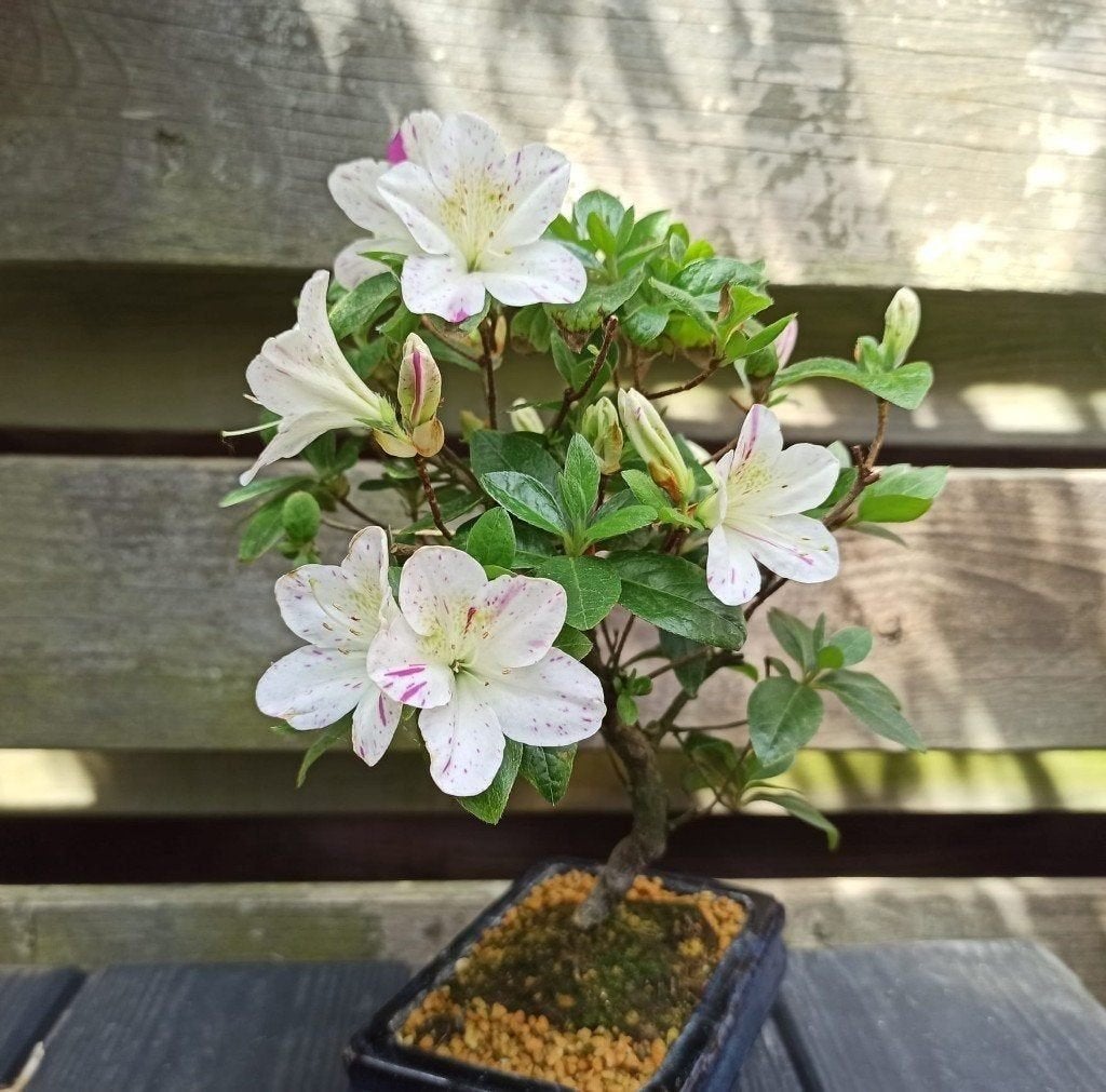 Rhododendron Bonsai 25cm hoog in blauwe pot, Ophalen of Verzenden, Halfschaduw, Minder dan 100 cm