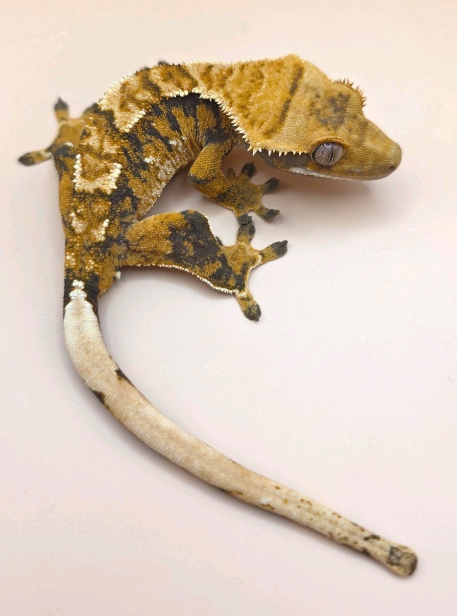 Wimpergekko nk25