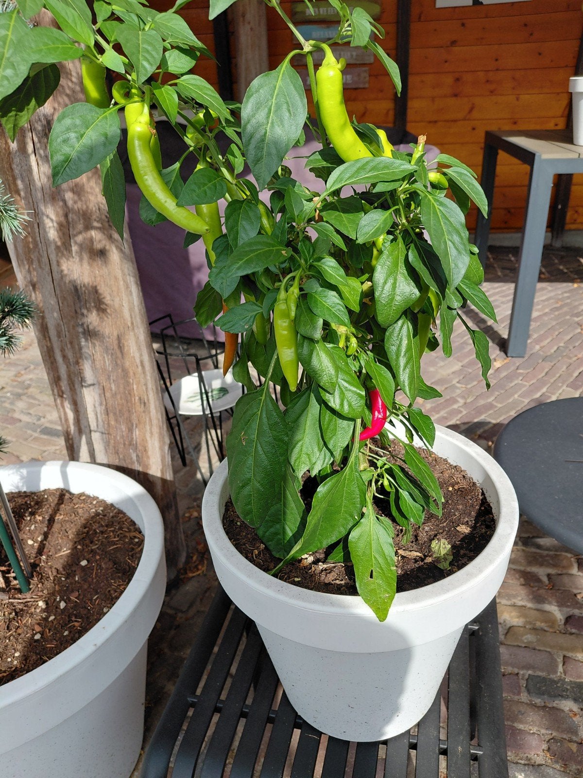 rode peperplant 70cm hoog, Ophalen, Eenjarig, Groenteplanten, Volle zon