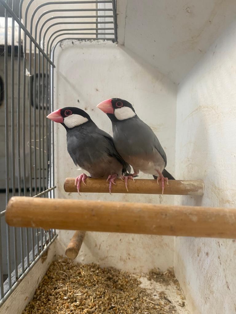 Rijstvogels, Dieren en Toebehoren, Vogels | Overige Vogels, Meerdere dieren, Tropenvogel