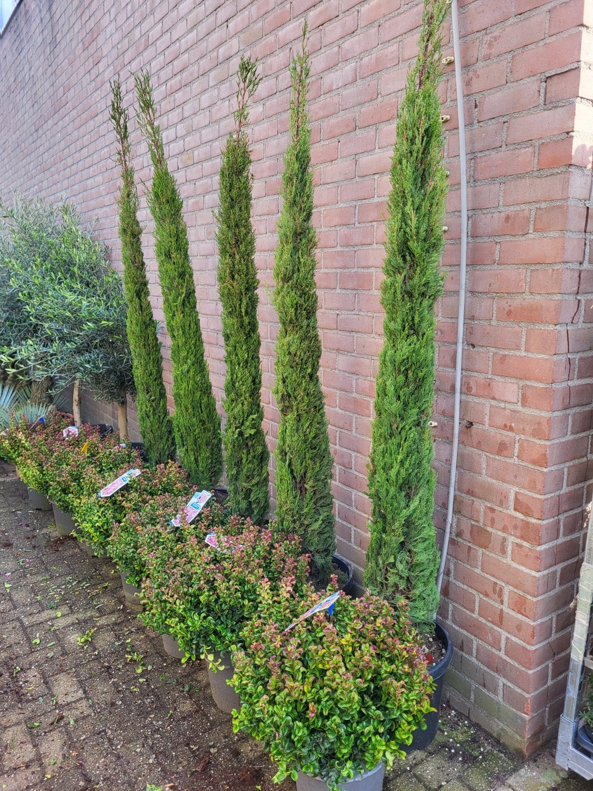 cupressus sempervirens 2 m, Ophalen of Verzenden, Minder dan 100 cm