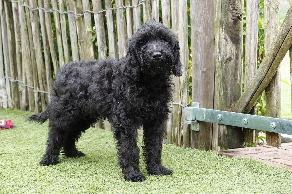 Prachtige zwarte & choco mini Labradoodle pups met stamboom, Parvo, België, 15 weken tot 1 jaar, Overige rassen