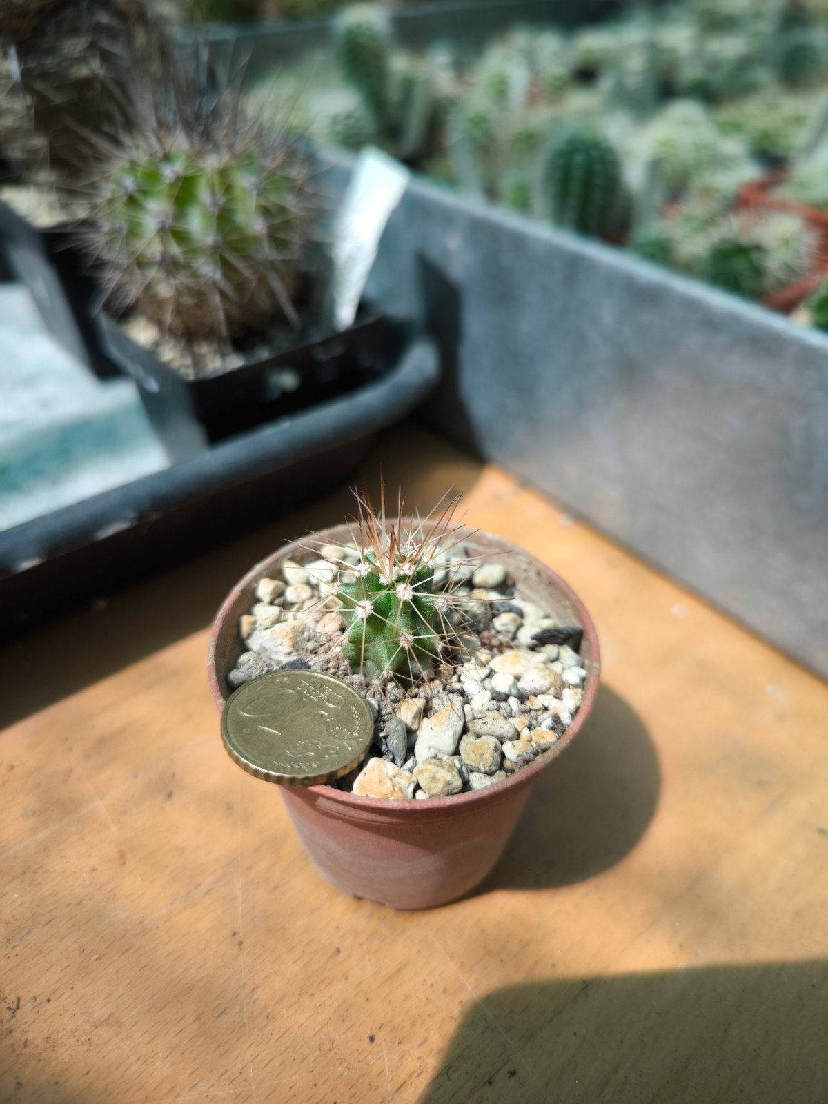 Echinocereus coccineus SB296 of SB351 €0.50 per plant, Ophalen of Verzenden, Cactus, Minder dan 100 cm, Bloeiende kamerplant