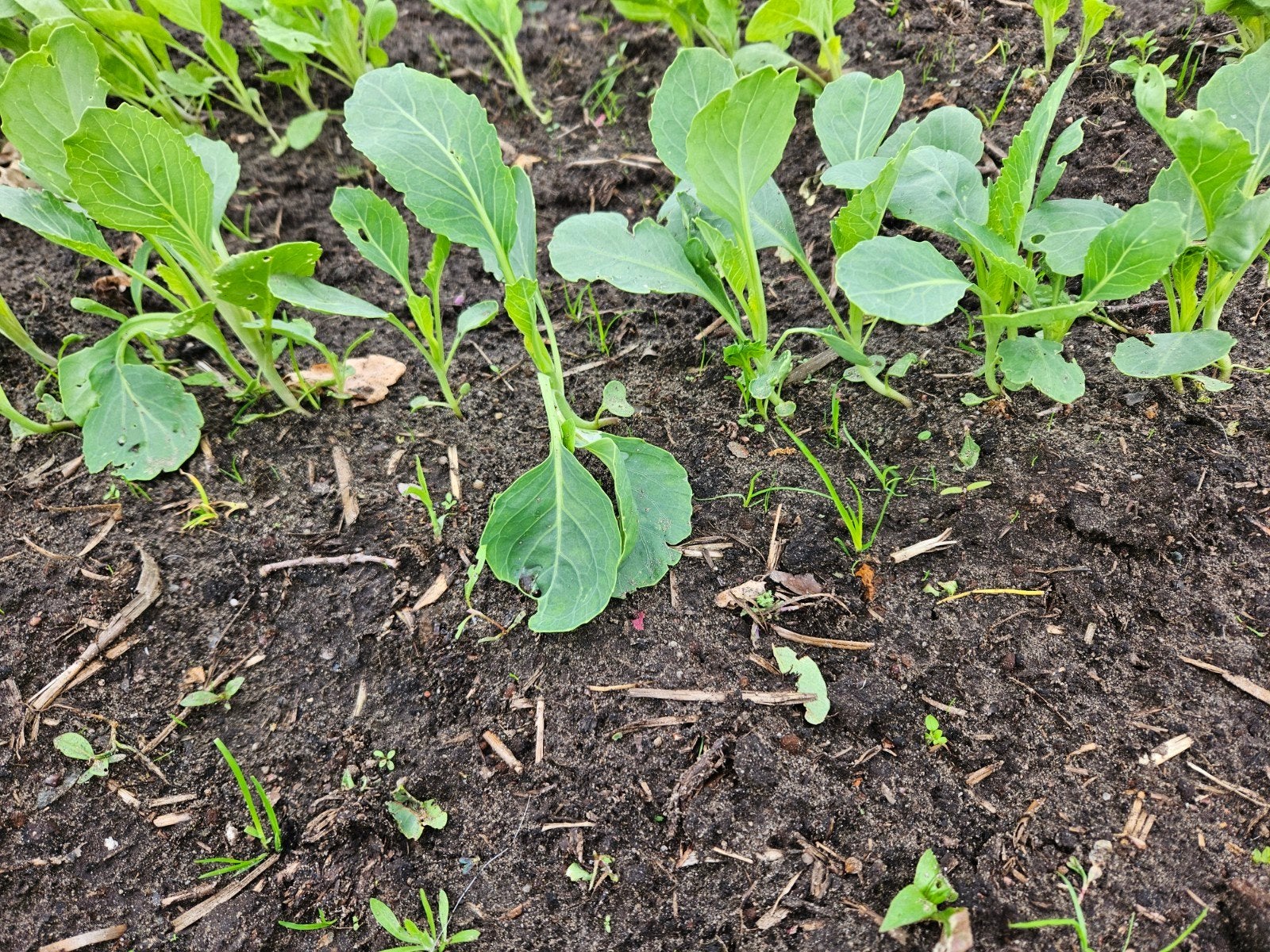 Witte kool plantjes, Tuin en Terras, Ophalen of Verzenden, Overige soorten, Volle zon